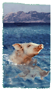 swimming pig #2